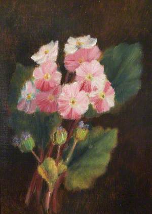 A Bunch of Polyanthus Flowers on a Dark Background