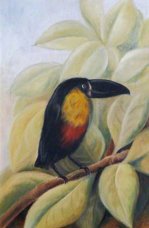 A Toucan on a Branch