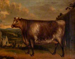 'Lunette', Prize Cow, Winner of the First Prize at Modbury, 1850