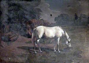 A White Horse Grazing