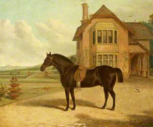 A Bay Roan in front of a House