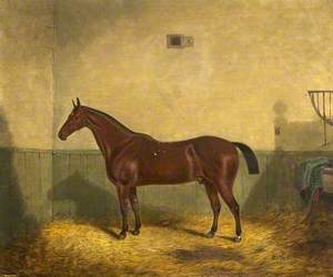 Bay Horse in a Stable