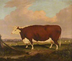 Hereford Cow