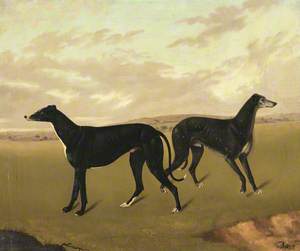 Two Greyhounds, Called ‘Demus’ and ‘Dermot’