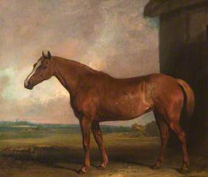 The Favourite Horse of Lord Charles Vere Ferrers Townshend