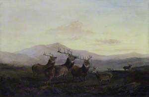 Three Stags with Does in the Highlands 