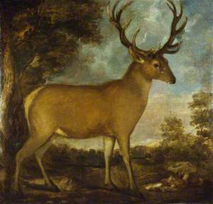 A Derby Stag