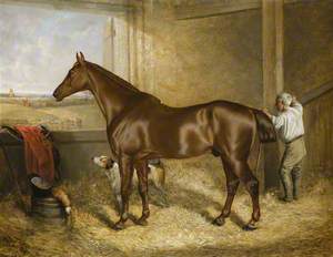 'Emperor' in His Stall