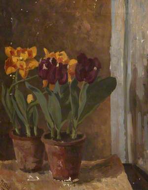 Still Life of Yellow and Purple Tulips in Two Terracotta Pots