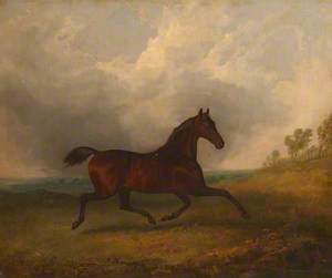 'Pacha', a Bay Horse Trotting in a Landscape
