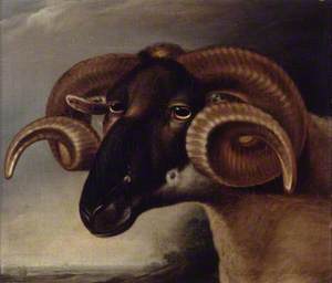 A Corsican Goat's Head, Facing Left