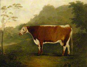 'Brindled Beauty': A Cow 
