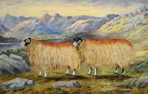 View of Windermere and Langdale Pikes with Two Swaledale Ewes 