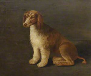 Called 'Bungay', the Favourite Dog of Sir John Harington (1561–1612)