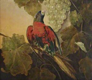 A Parrot and a Bunch of White Grapes