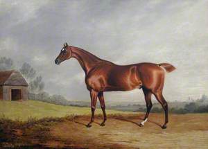 A Chestnut Hunter in a Field