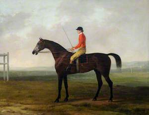 'Pilot', a Grey Racehorse with a Jockey Up, in a Racecourse Setting