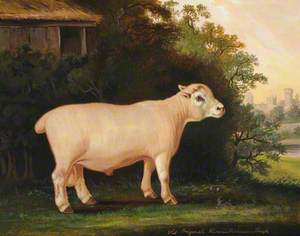 A Prize Warwickshire Lamb