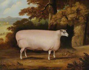 A Shearling Sheep