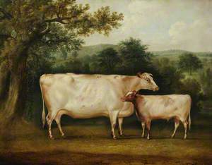 A Prize Cow and Calf in a Rural Wooded Landscape
