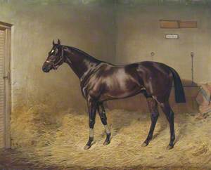 'Pearl Diver', a Bay Racehorse, in a Stable
