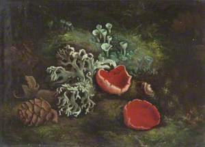 Toadstools and a Fir Cone