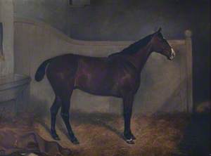 A Bay Thoroughbred, 'Trustee'