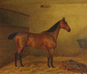 A Bay Hunter in a Stable with a Blanket on the Straw in the Foreground