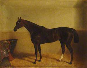 A Dark Chestnut Horse in a Stable
