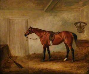 A Chestnut Racehorse Called 'Undine'