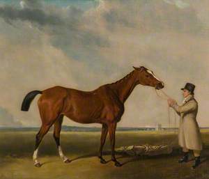 'Rhoda', a Bay Racehorse