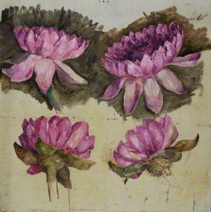Studies of a Red Waterlily