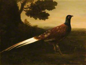 A Piebald Pheasant