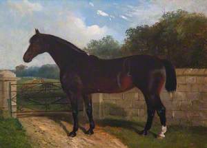 'Hungerford Mare'