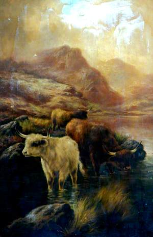 Highland Cattle in Water*