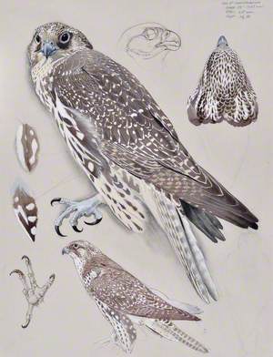 Hebog yr Ynys Las Ifanc / Juvenile Greenland Falcon