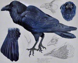 Cigfran / Raven