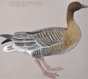 Gwydd Droed-binc / Pink-footed Goose