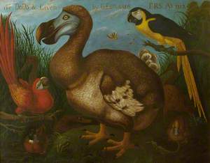 Painting of the Dodo