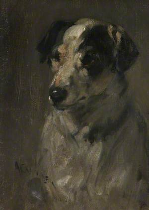 Head of a Jack Russell Terrier