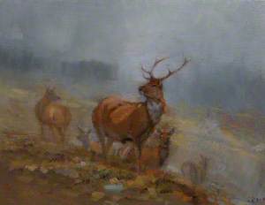 Red Deer