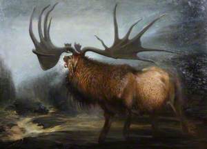 Elk