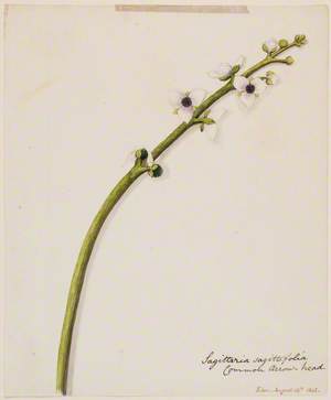 Sagittaria saggitifolia: Common Arrow-Head