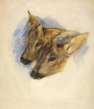 Two Roe Deer