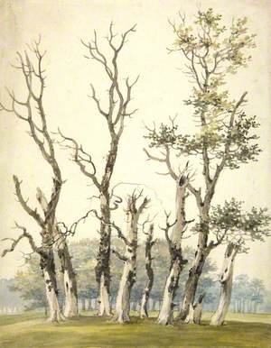 A Stand of Dead and Dying Poplar Trees