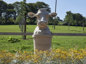 Purbeck Ice Cream Cow
