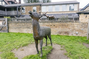 Family of Fallow Deer