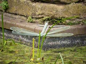 Dragonfly and Heron