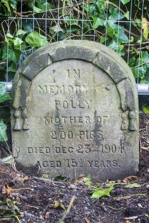 Polly the Pig Gravestone