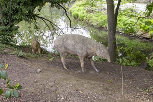 Palaeotherium